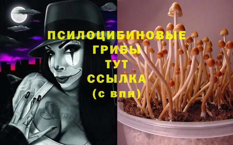 Псилоцибиновые грибы MAGIC MUSHROOMS  это состав  Завитинск  купить наркотики цена 